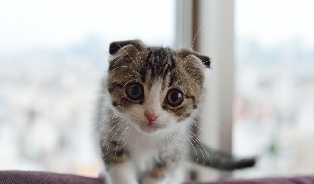 Маленький шотландский вислоухий кот с большыми глазами