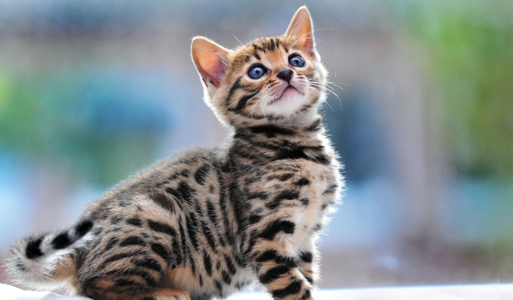 Маленький красивый бенгальский кот что-то увидел