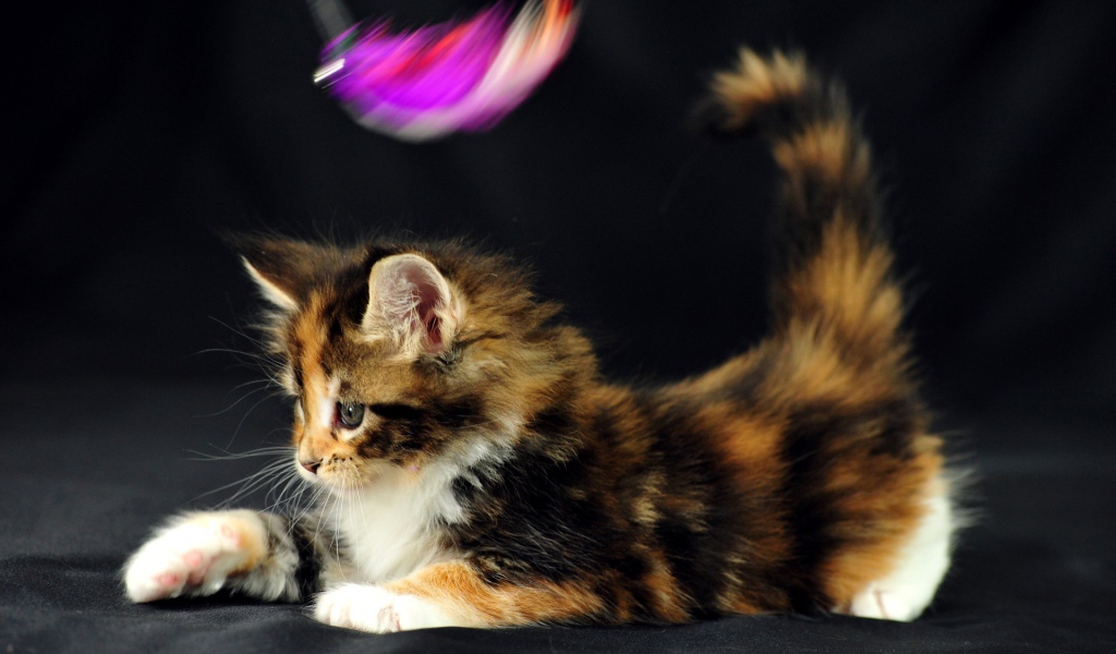 Маленький красивый кот мейн-кун играет