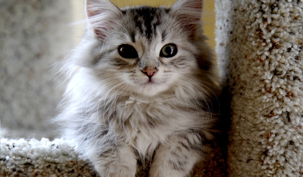 Маленький красивый сибирский кот