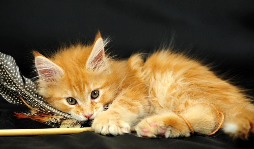 Маленький красивый рыжий кот и перо