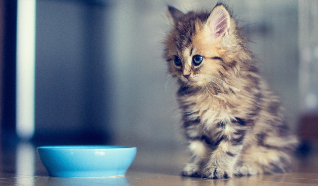 Маленький кот просит молока