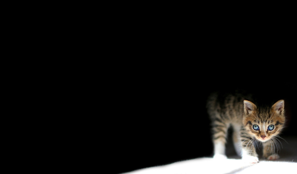 Маленький кот выглядывает из темноты