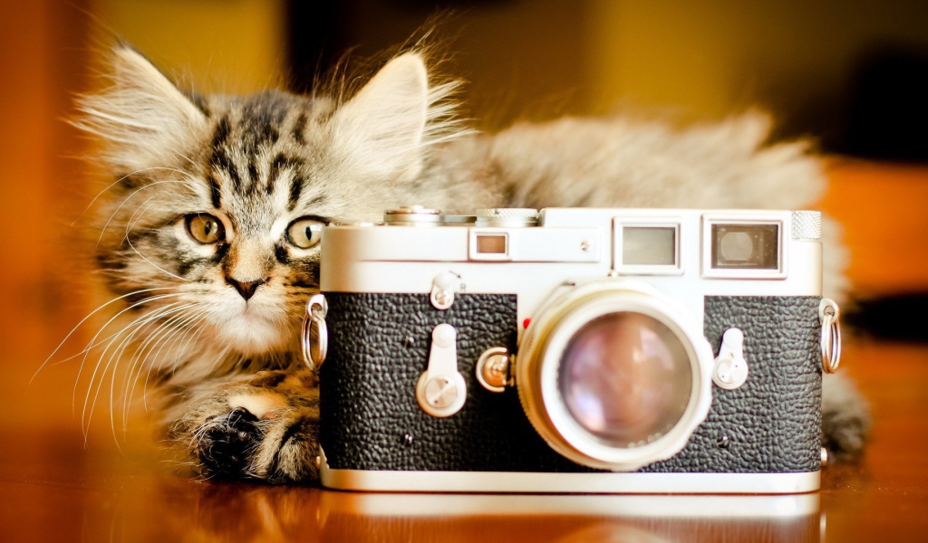 Маленький кот с фотоаппаратом