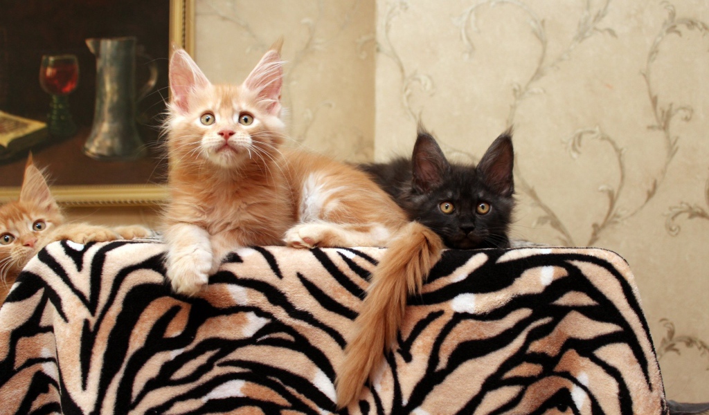 Маленькие коты мейн-кун куда-то смотрят лёжа на кровати