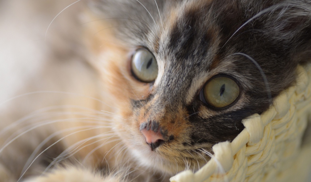 Маленький разноцветный грустный кот