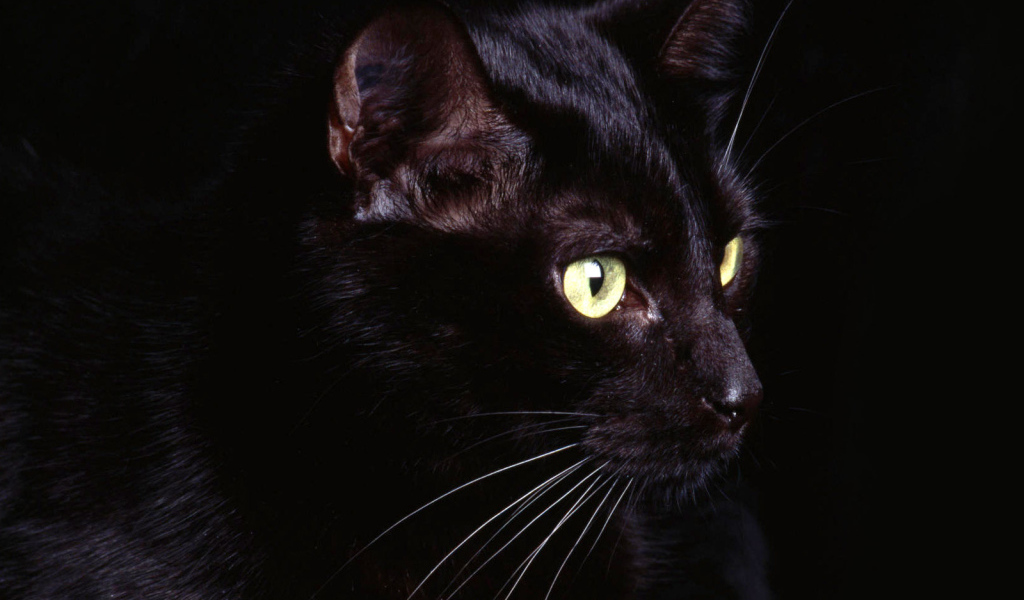 Маленький усатый чёрный кот на чёрном фоне