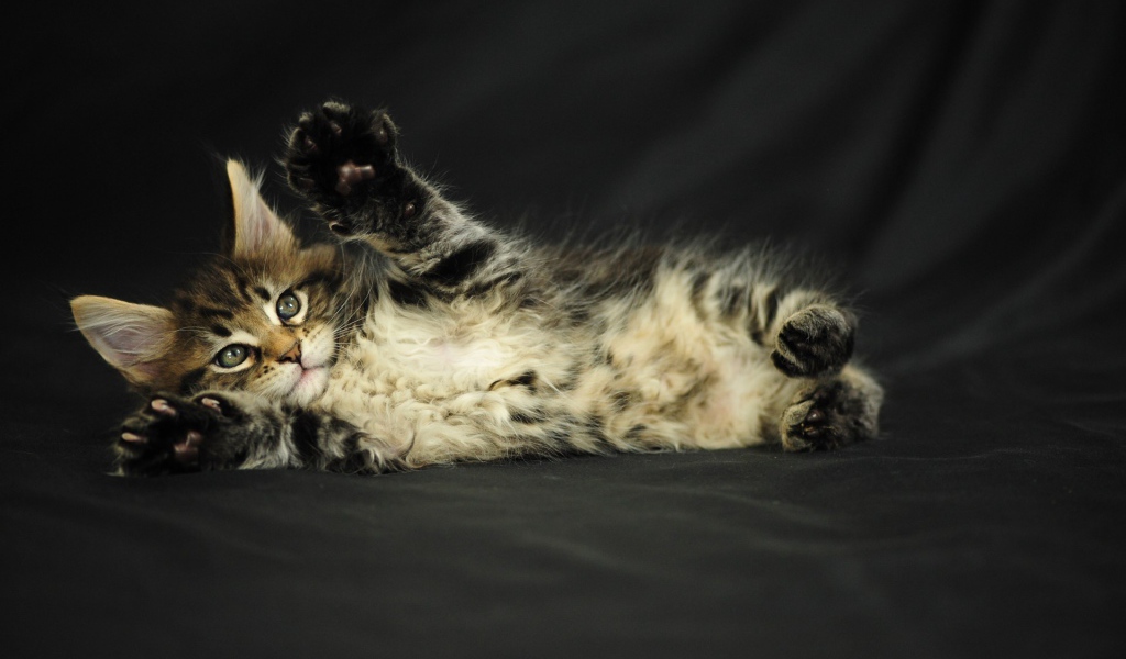 Маленький игривый кот мейн-кун на чёрном фоне