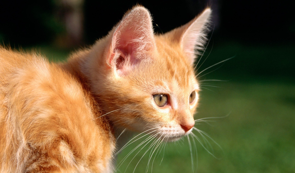 Маленький рыжий кот на природе