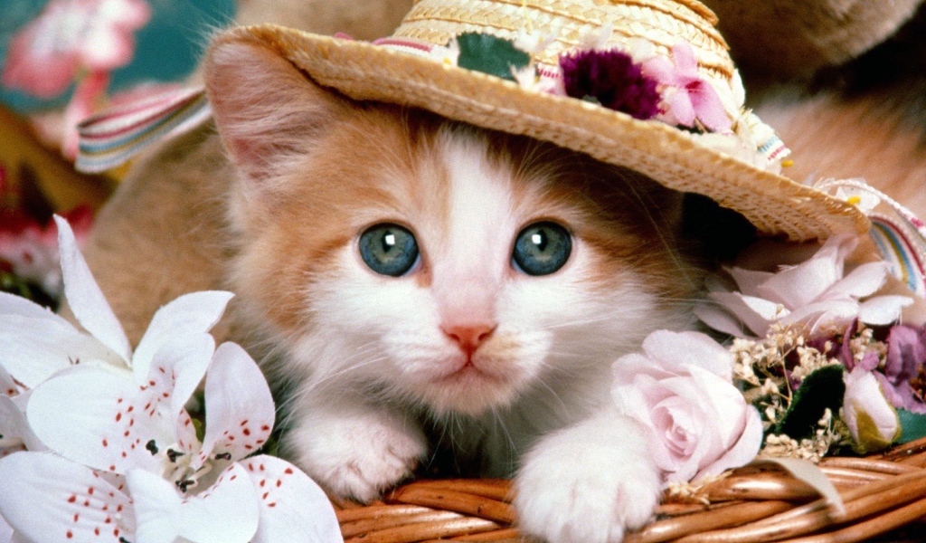 Маленький рыжий кот в шляпе