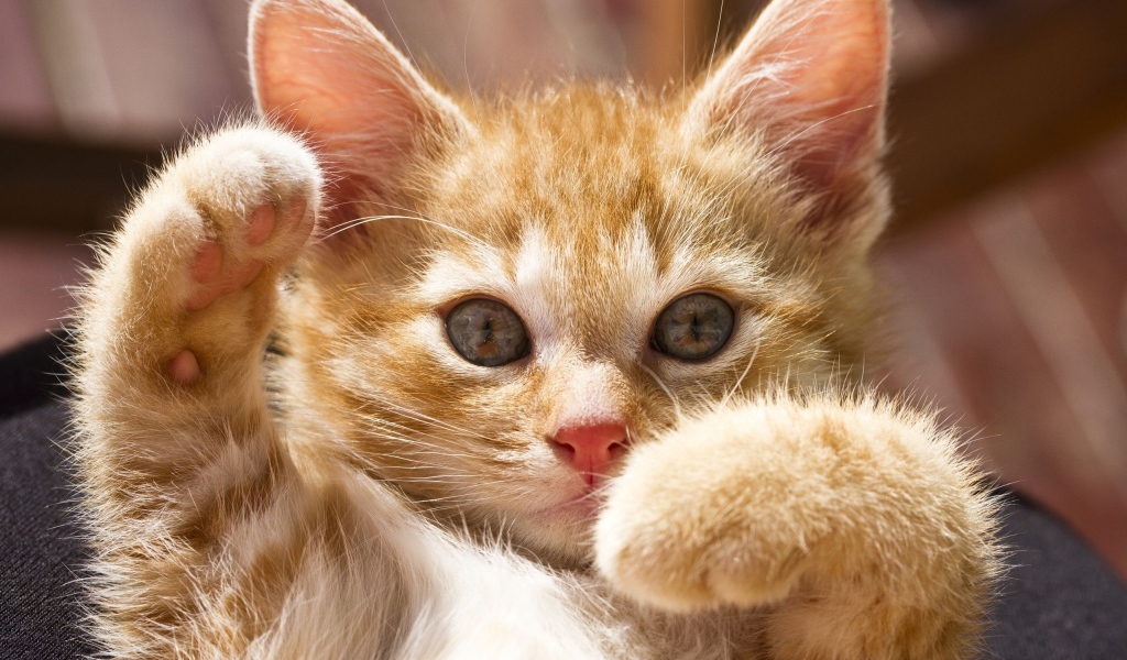 Маленький рыжий кот играется