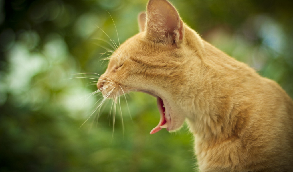 Маленький рыжий кот зевает