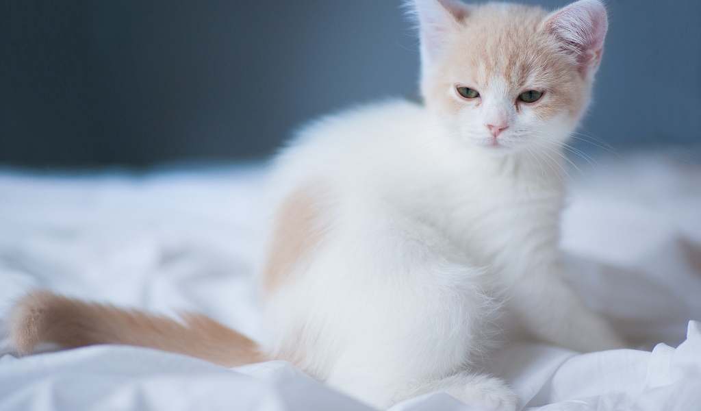 Маленький белый сонный кот