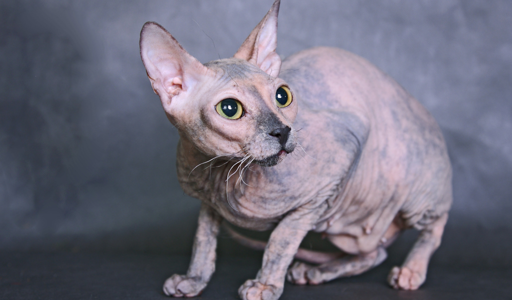 Кот сфинкс на сером фоне