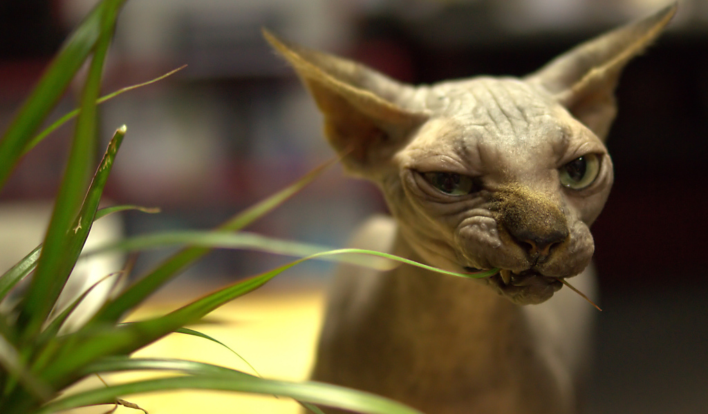 Кот сфинкс ест растение