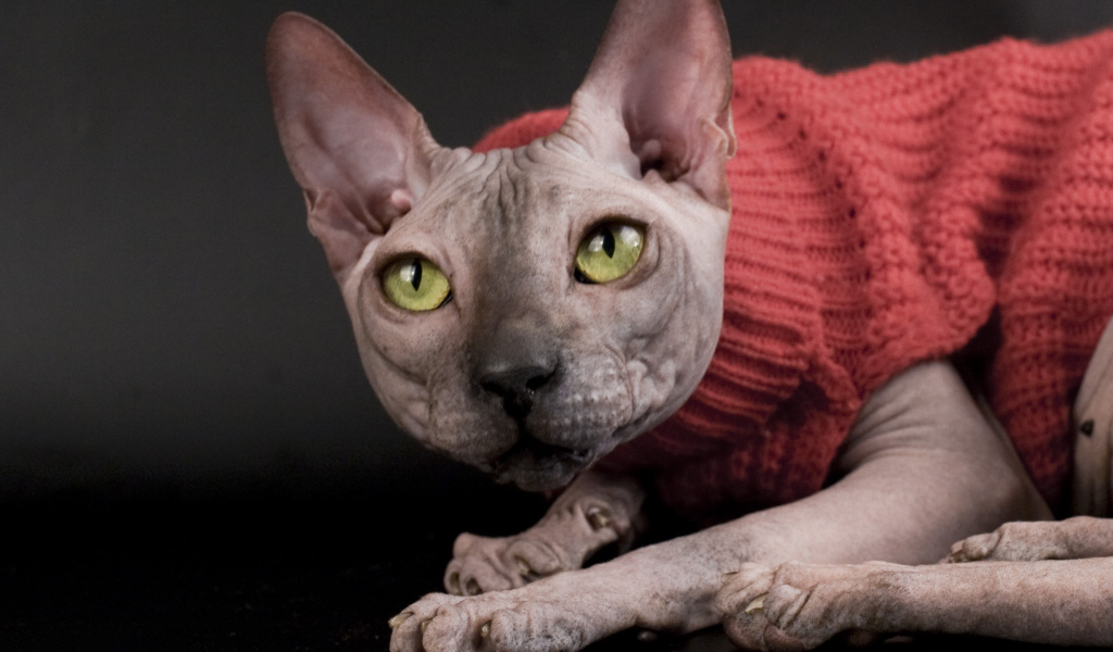 Кот сфинкс в свитере