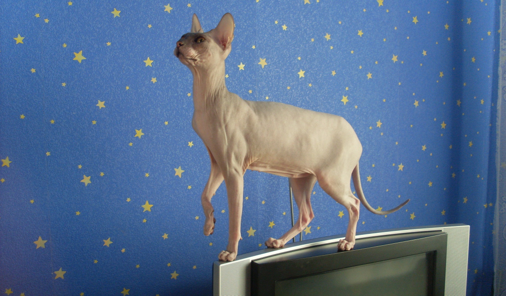 Кот сфинкс стоит на телевизоре