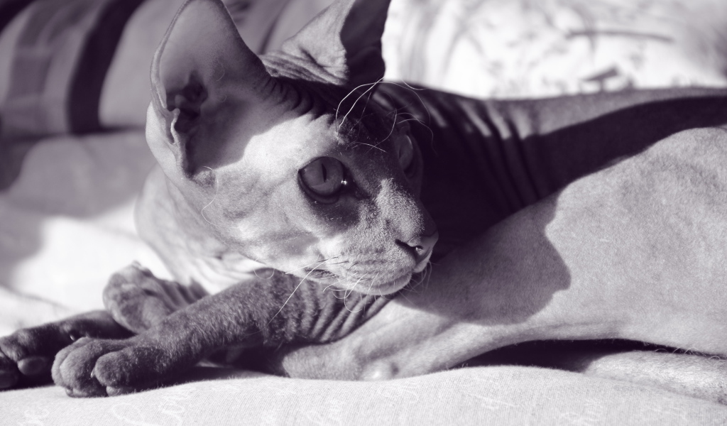 Кот сфинкс отдыхает