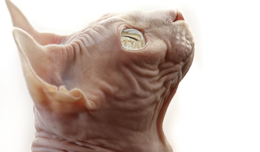 Кот сфинкс на белом фоне