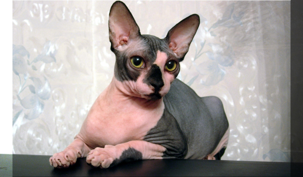 Кот сфинкс отдыхает на столе