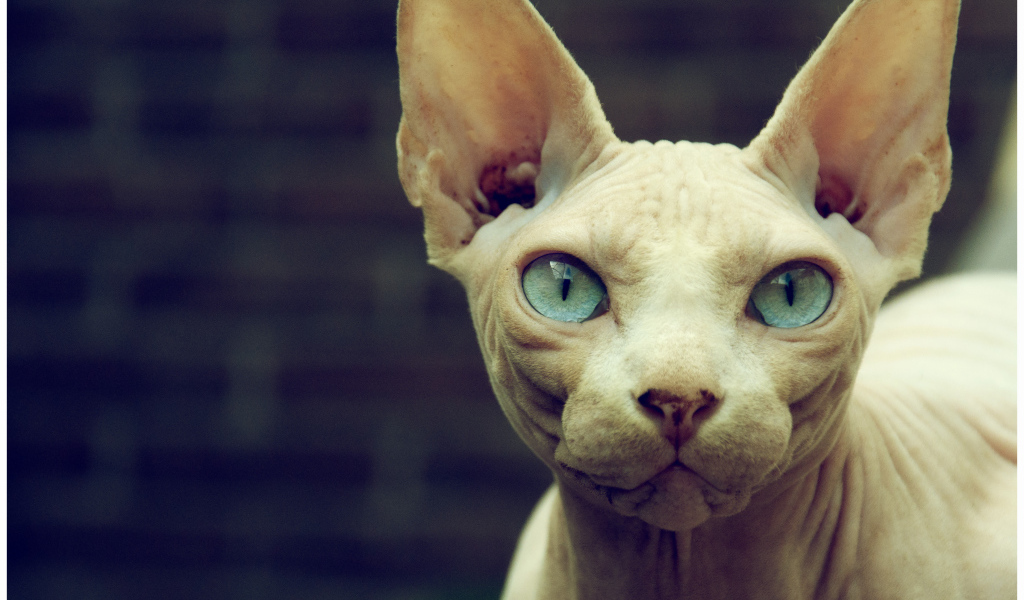 Кот сфинкс с голубыми глазами