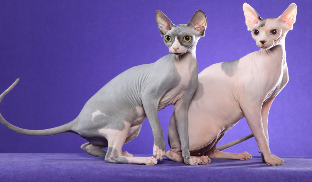 Коты сфинкс на фиолетовом фоне
