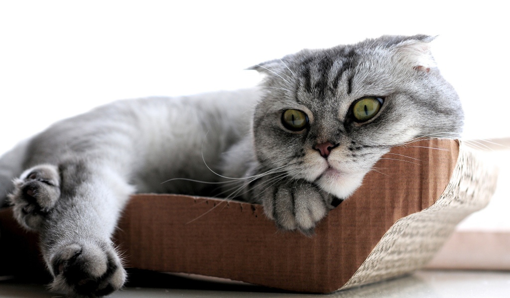 Удивленный шотландский вислоухий кот с зелёными глазами