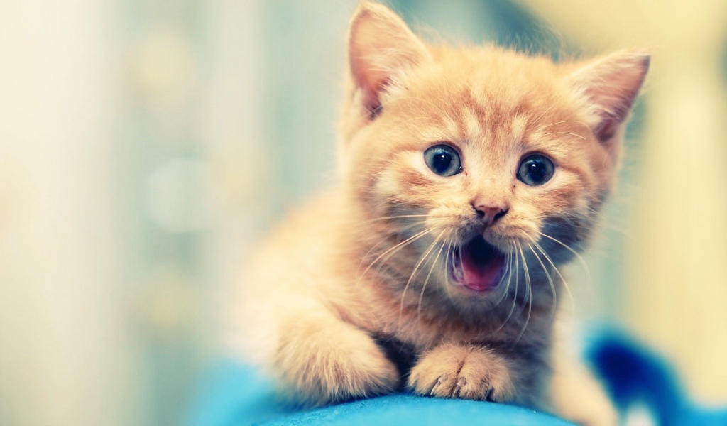 Удивлённый маленький рыжий кот
