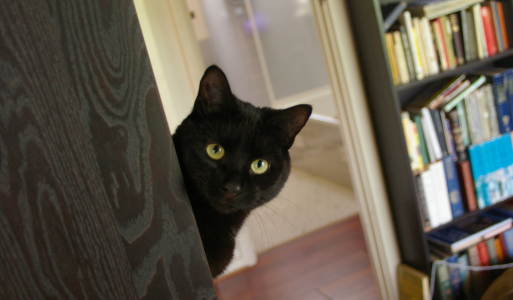 Подозрительный чёрный кот