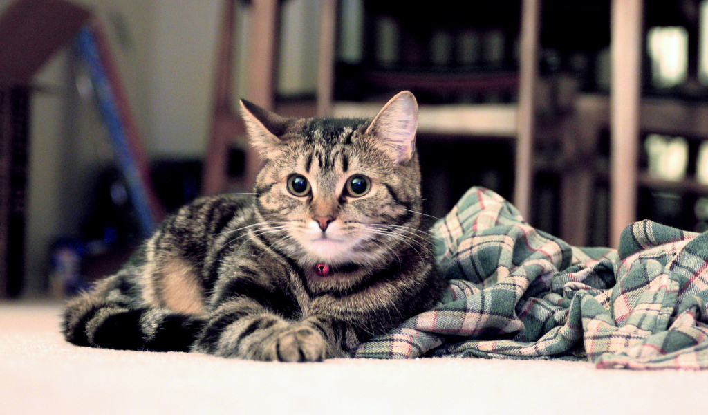 Полосатый котик