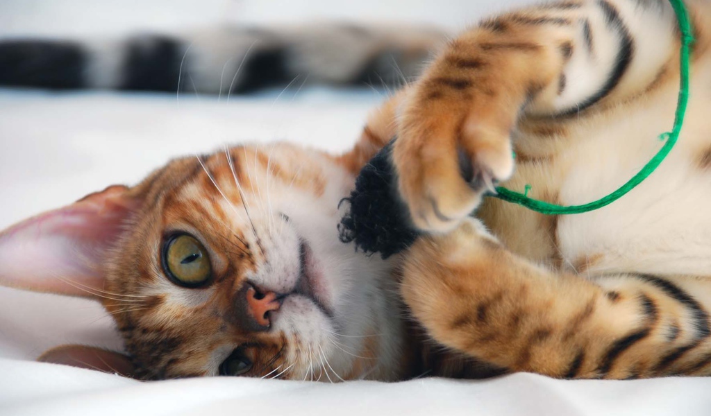 Бенгальский кот играется