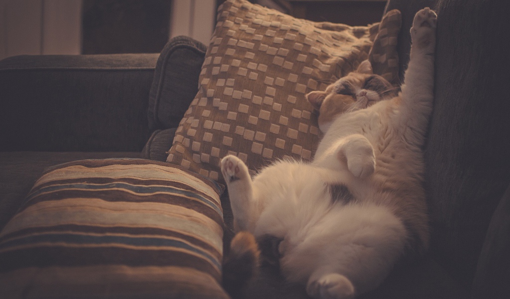 Кот в подушках