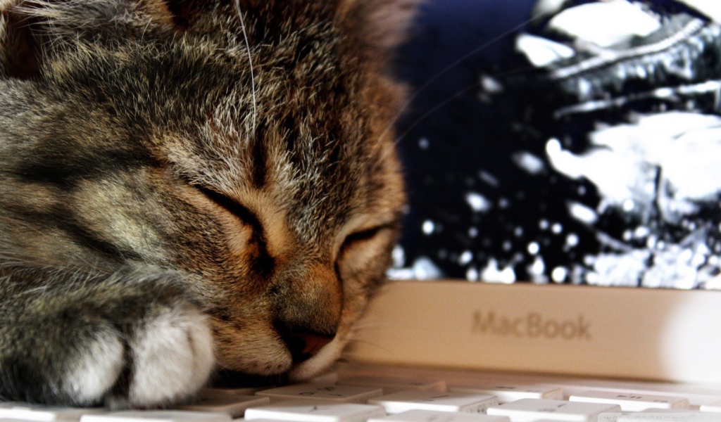 Кот спит на клавиатуре ноутбука