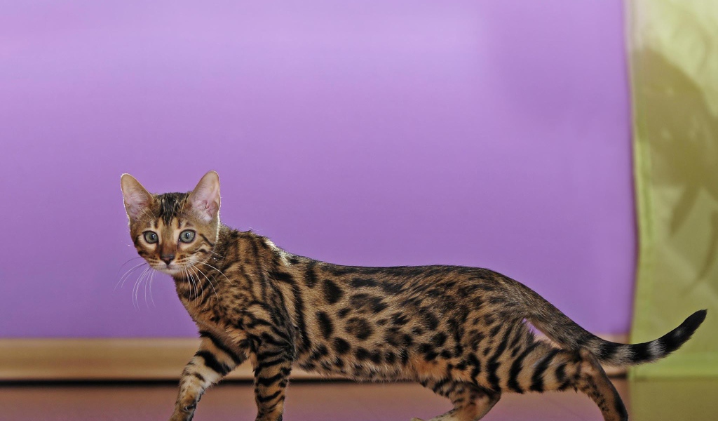 Молодой бенгальский кот крадётся