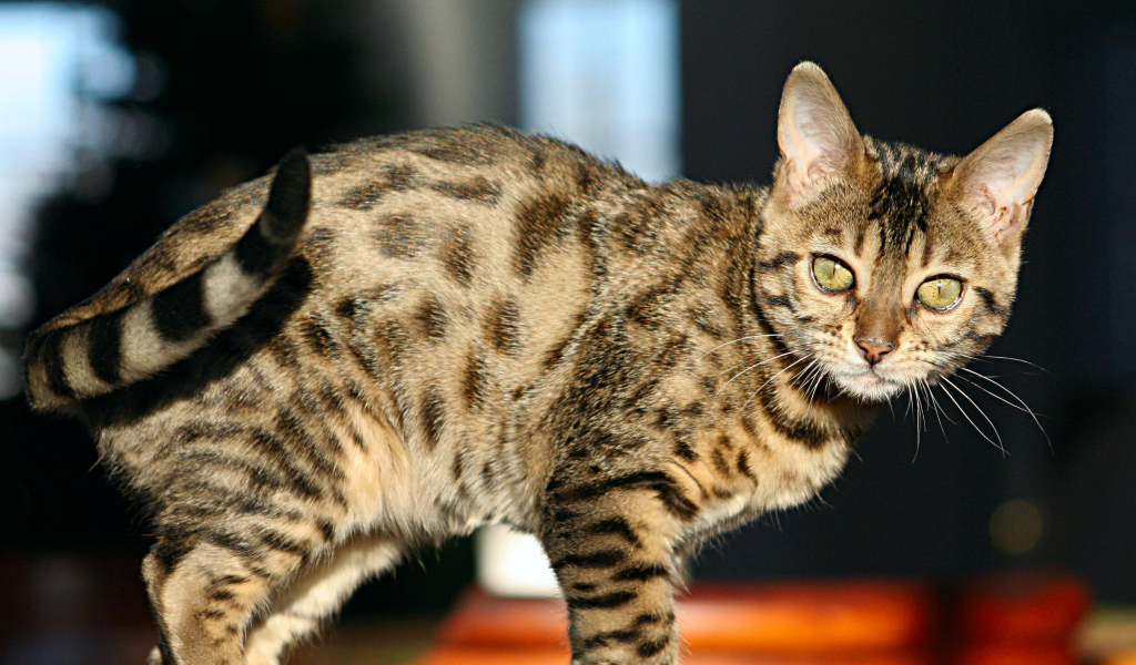 Молодой зеленоглазый бенгальский кот