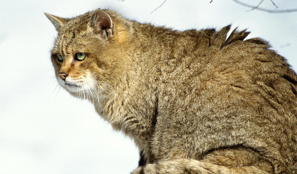 Толстый Мартовский кот