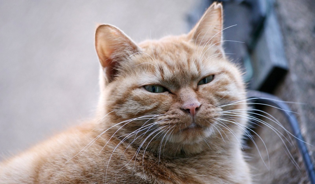 Толстый серый кот
