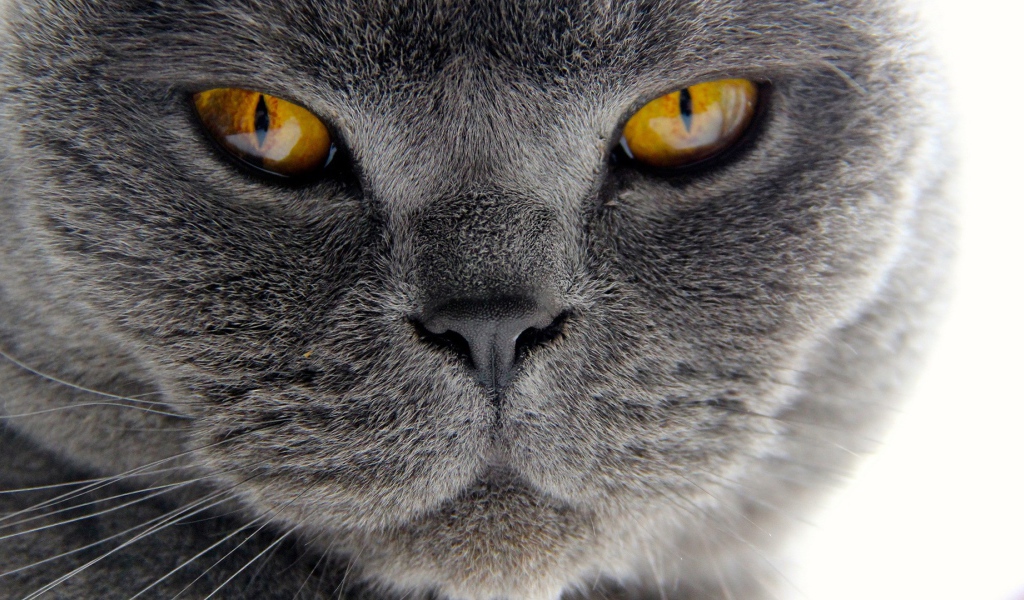 Хитрый британский кот