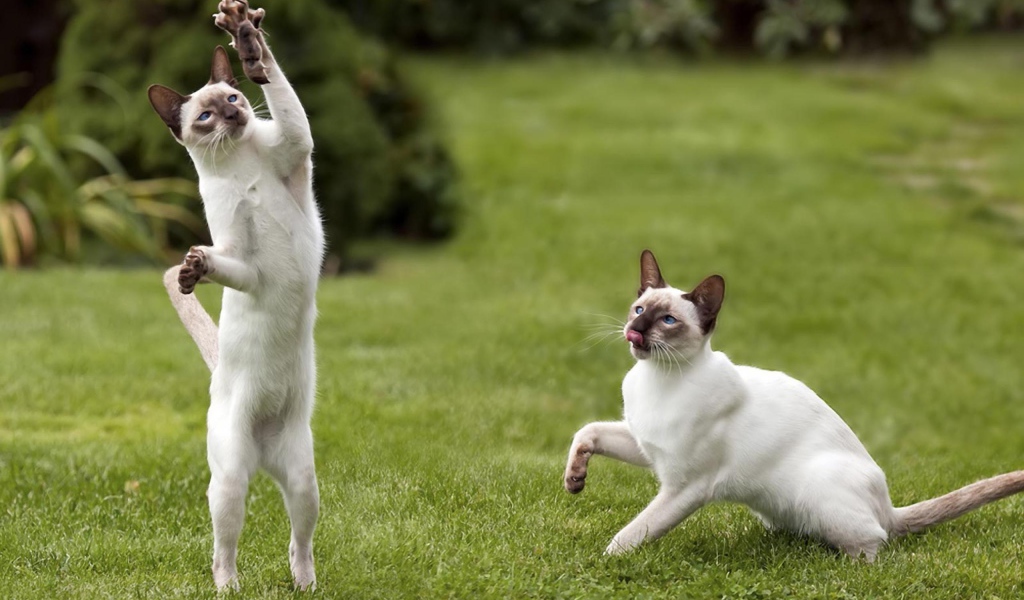 Два сиамских кота поймали мышь