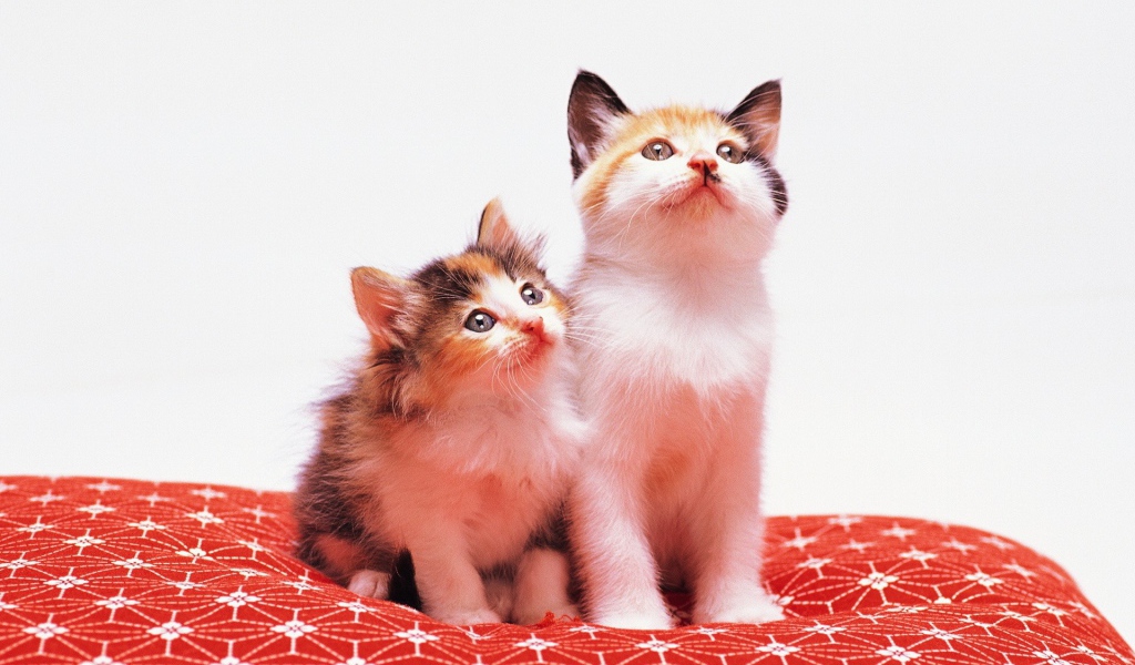 Два милых котенка