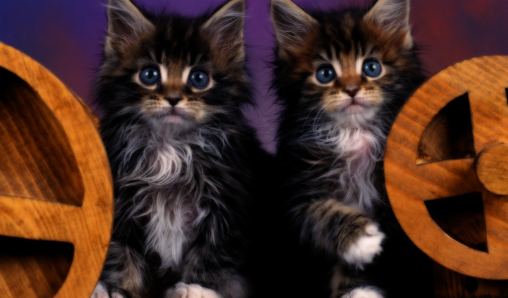 Два котенка с голубыми глазами