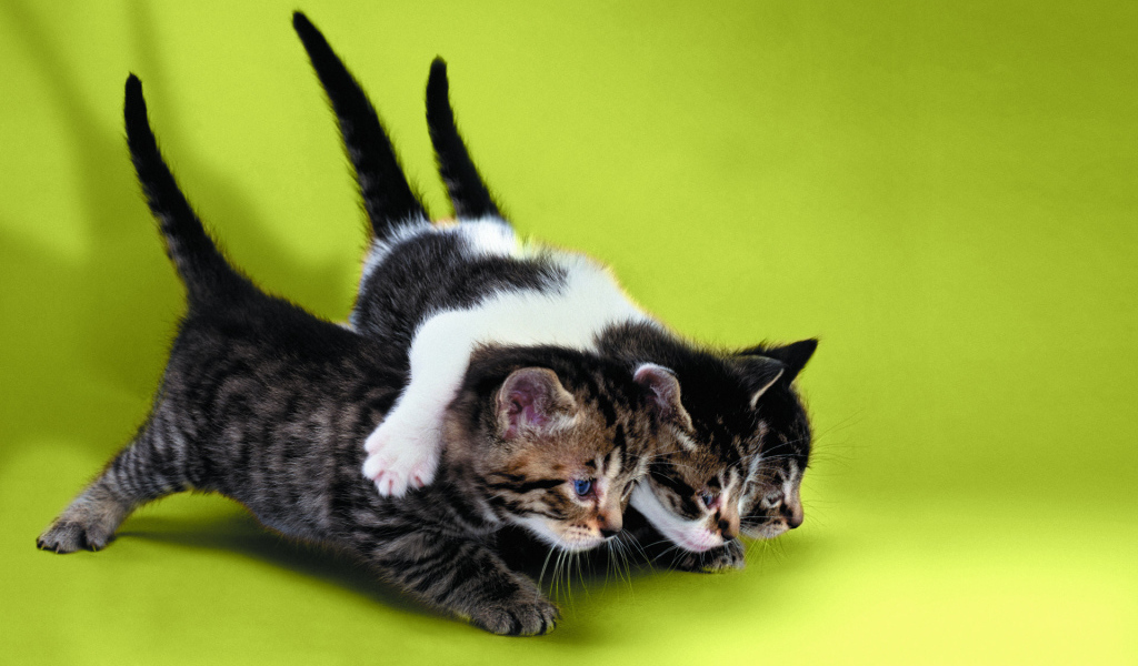 Два котёнка тащат третьего