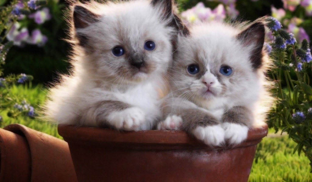 Два котенка в цветочном горшке