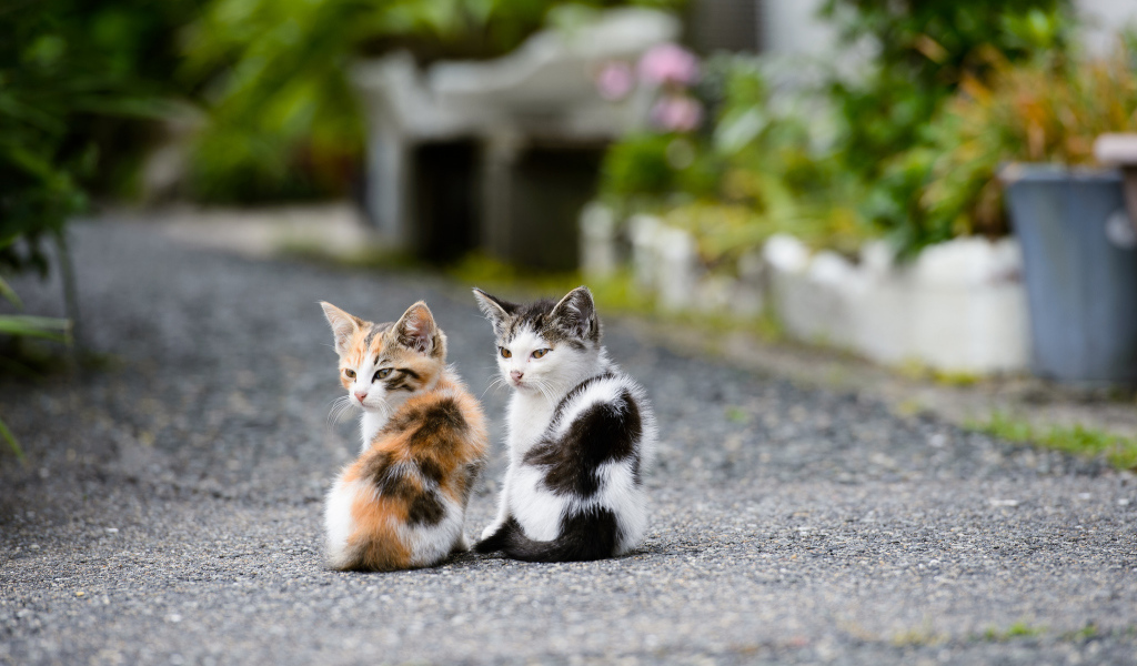 Два котёнка на дороге