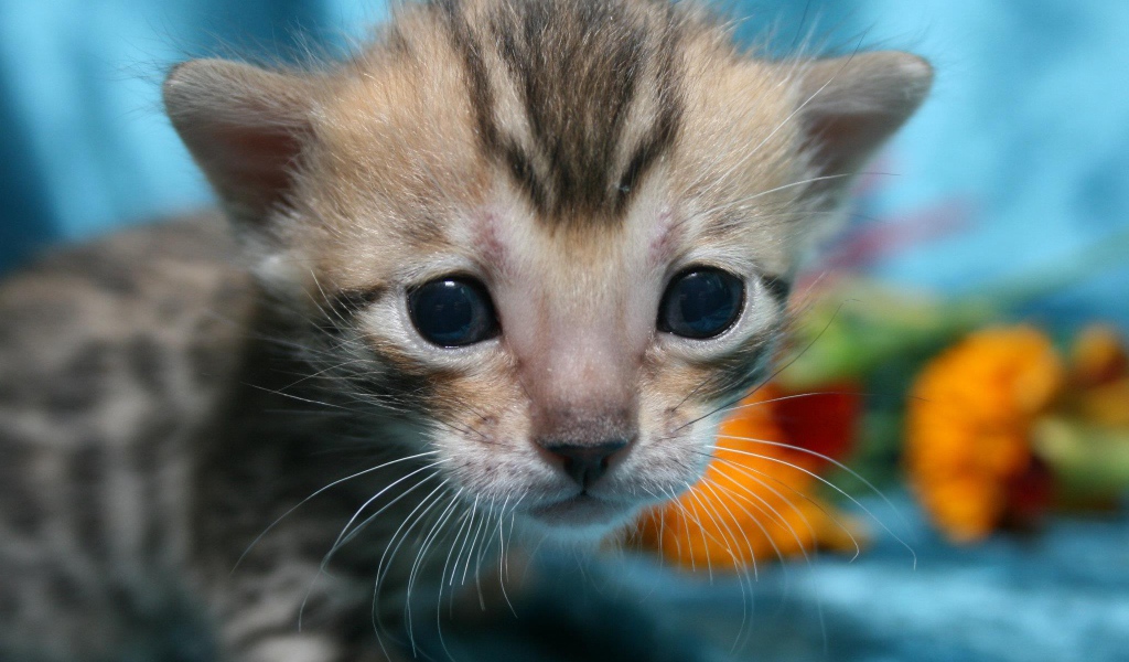 Совсем маленький серебристый бенгальский кот