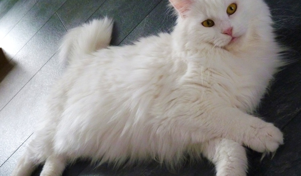 Белый кот мейн-кун разлёгся на полу