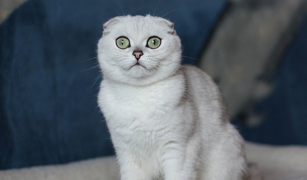 Белый шотландский вислоухий кот с зелёными глазами