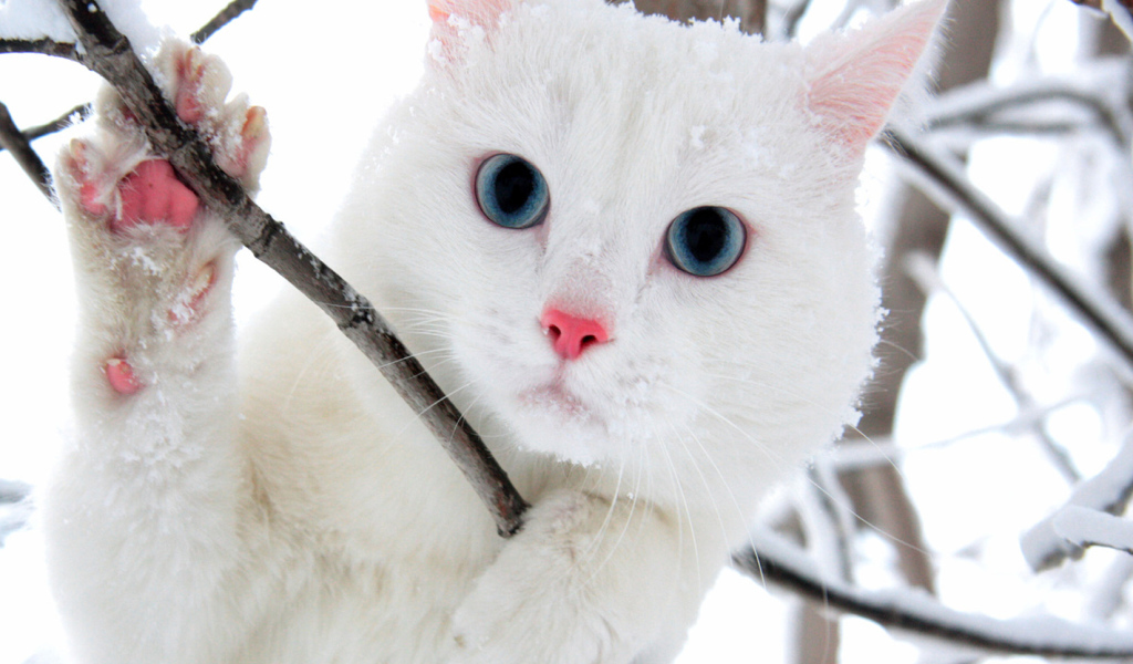 Белый голубоглазый кот в кустах