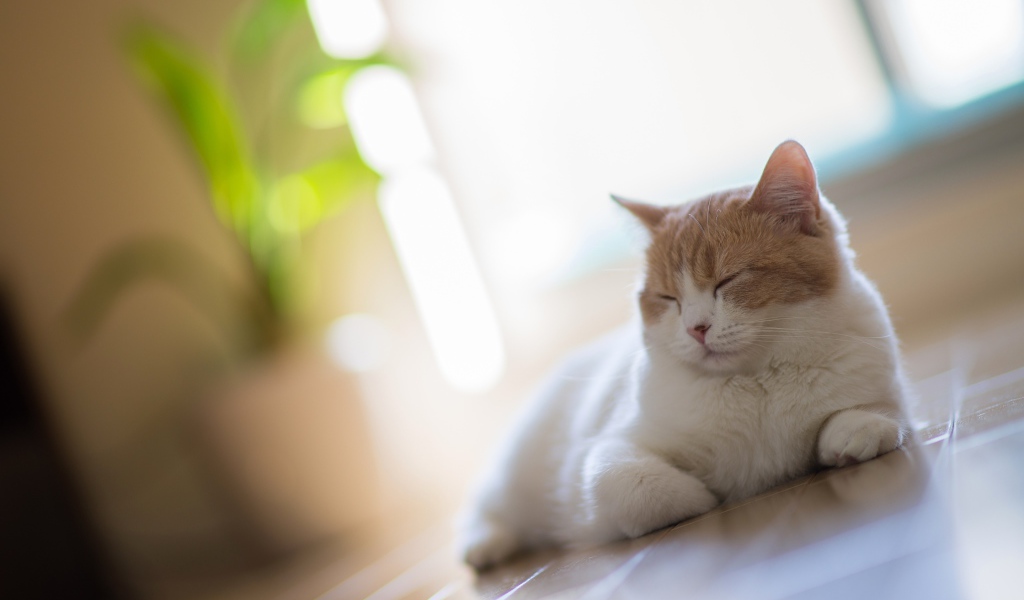 Белый кот заснул дома на полу