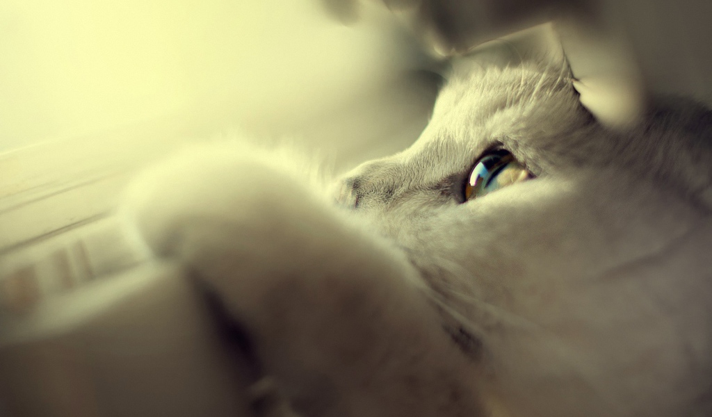 Белый кот спрятался